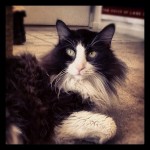 Jack the cat Instagram